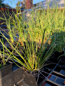 <i>Poa labillardierei var. labillardierei</i> Common Tussock Grass