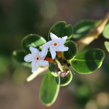 Load image into Gallery viewer, &lt;i&gt;Alyxia buxifolia&lt;/i&gt; Sea Box
