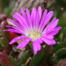 Load image into Gallery viewer, &lt;i&gt;Disphyma crassifolium ssp. Clavellatium&lt;/i&gt; Rounded Noon-flower
