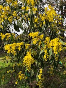 <i>Acacia pycnantha</i> Golden Wattle