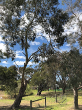 Load image into Gallery viewer, &lt;i&gt;Eucalyptus ovata&lt;/i&gt; Swamp Gum
