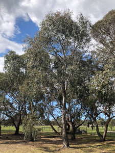 <i>Eucalyptus camaldulensis</i> River Red Gum