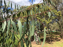 Load image into Gallery viewer, &lt;i&gt;Eucalyptus camaldulensis&lt;/i&gt; River Red Gum
