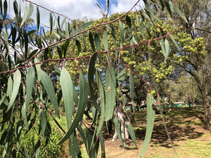 <i>Eucalyptus camaldulensis</i> River Red Gum