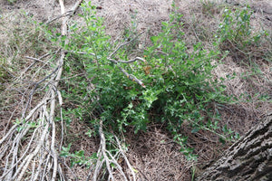 <i>Rhagodia candolleana ssp. candolleana</i> Seaberry Saltbush