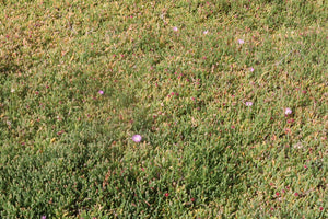 <i>Disphyma crassifolium ssp. Clavellatium</i> Rounded Noon-flower