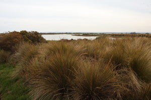 <i>Austrotipa stipoides</i> Coast Spear Grass