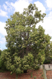 <i>Acacia implexa</i> Lightwood