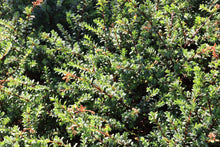 Load image into Gallery viewer, &lt;i&gt;Pimelea serpyllifolia subsp. serpyllifolia&lt;/i&gt; Thyme Rice-flower

