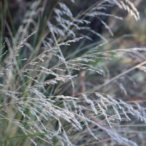 <i>Poa labillardierei var. labillardierei</i> Common Tussock Grass <b>Bellarine Provenance</b>