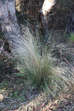 Load image into Gallery viewer, &lt;i&gt;Poa labillardierei var. labillardierei&lt;/i&gt; Common Tussock Grass &lt;b&gt;Bellarine Provenance&lt;/b&gt;
