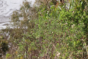 <i>Pimelea linifolia</i> Slender Rice Flower