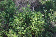 Load image into Gallery viewer, &lt;i&gt;Pimelea serpyllifolia subsp. serpyllifolia&lt;/i&gt; Thyme Rice-flower
