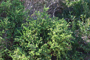 <i>Pimelea serpyllifolia subsp. serpyllifolia</i> Thyme Rice-flower