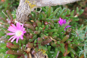 <i>Disphyma crassifolium ssp. Clavellatium</i> Rounded Noon-flower