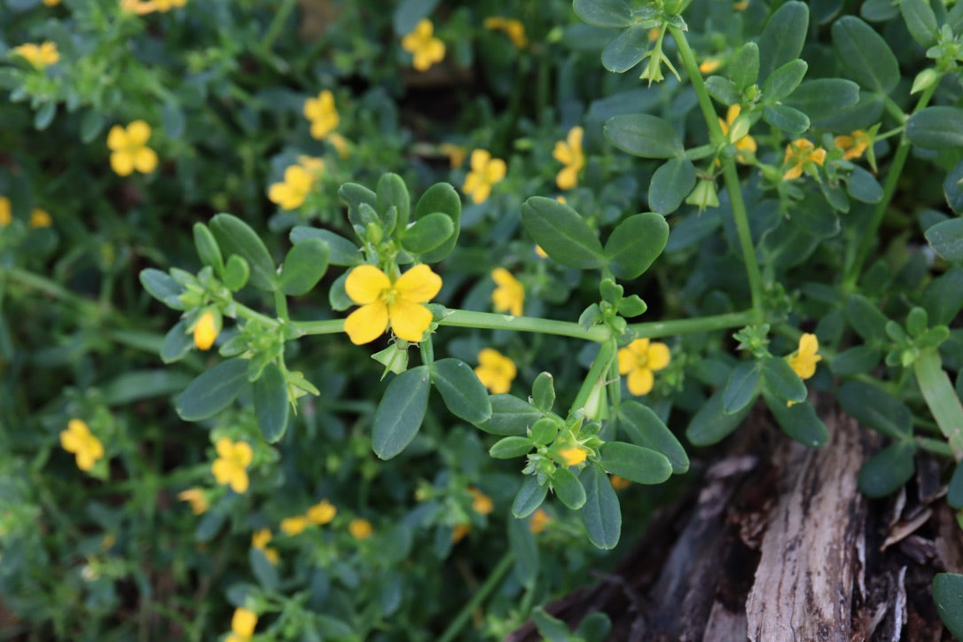 Ropera billardierei Coast Twinleaf Bellarine Provenance – Nick's Natives