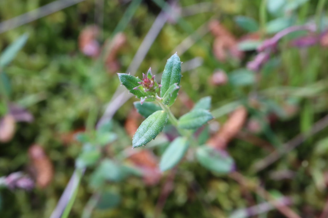 Gonocarpus tetragynus Common Raspwort – Nick's Natives