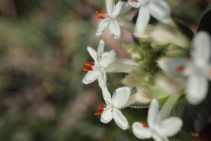 <i>Pimelea humilis</i> Common Rice-flower