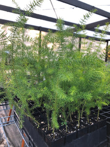 <i>Acacia verticillata ssp. verticillata</i> Prickly Moses