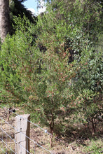 Load image into Gallery viewer, &lt;i&gt;Dodonaea vicosa ssp. spatulata&lt;/i&gt; Sticky Hop-bush
