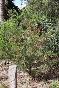 <i>Dodonaea vicosa ssp. spatulata</i> Sticky Hop-bush