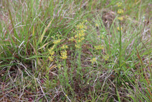 Load image into Gallery viewer, &lt;i&gt;Pimelea curviflora var. sericea&lt;/i&gt; Curved Rice-flower &lt;b&gt;Surfcoast Provenance&lt;b&gt;
