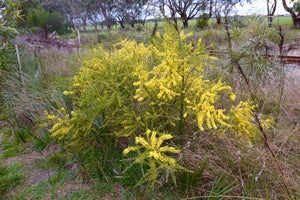 <i>Acacia acinacea</i> Gold Dust Wattle