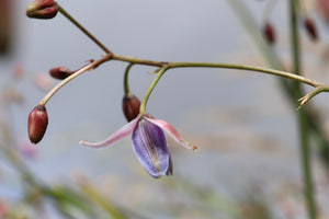<i>Dianella longifolia</i> Pale Flax-Lily