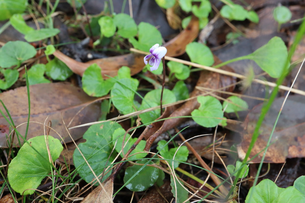 <i>Viola hederacea</i> Native Violet