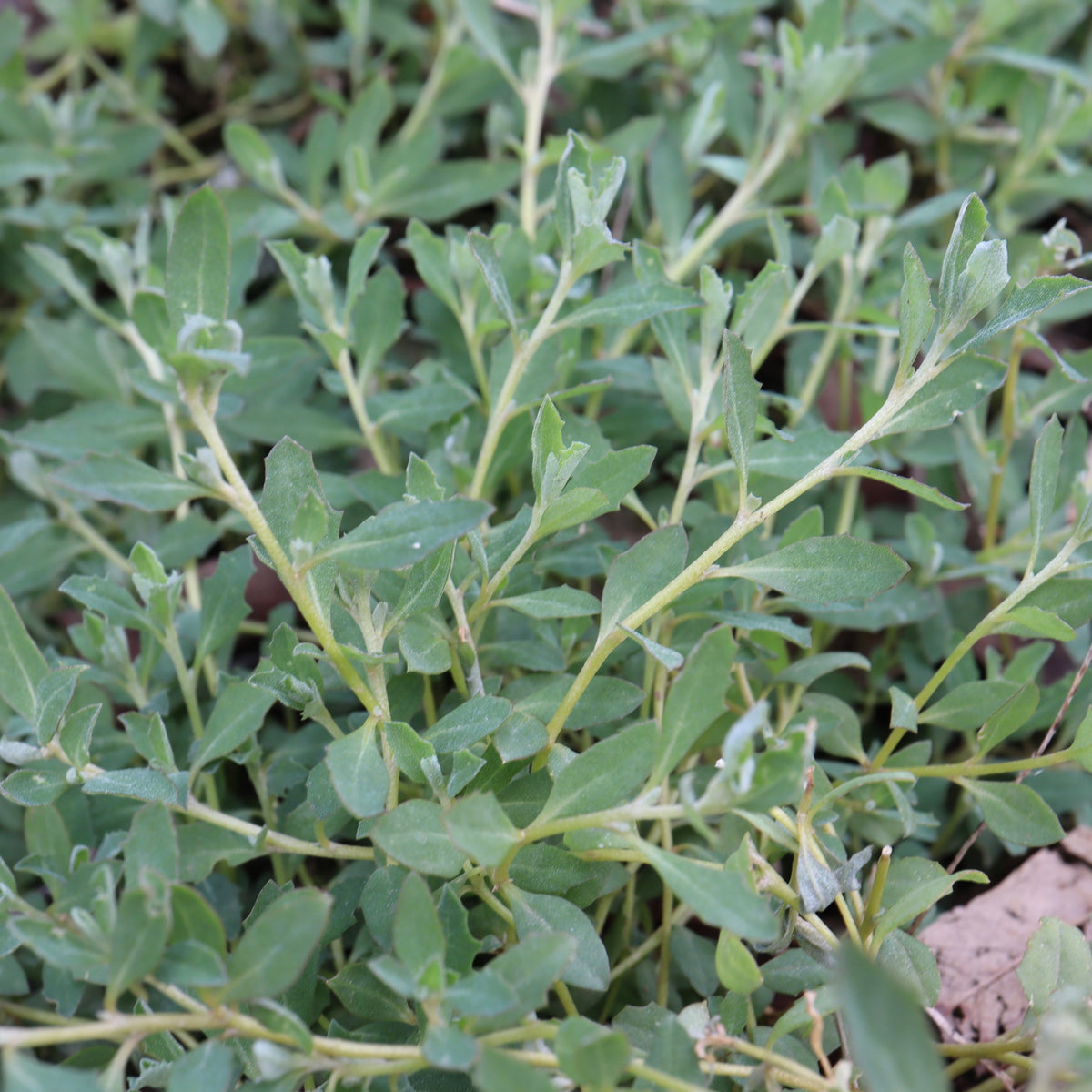 Antriplex Atriplex semibaccata Creeping Saltbush Geelong Provenance – Nick's Natives