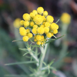 <i>Chrysocephalum semipapposum</i> Clustered Everlasting <b>Surf Coast Provenance</b>