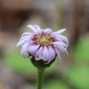 <i>Lagenophora stipitata</i> Blue Bottle Daisy