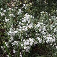 Load image into Gallery viewer, &lt;i&gt;Olearia ramulosa var. ramulosa&lt;/i&gt; Twiggy Daisy Bush
