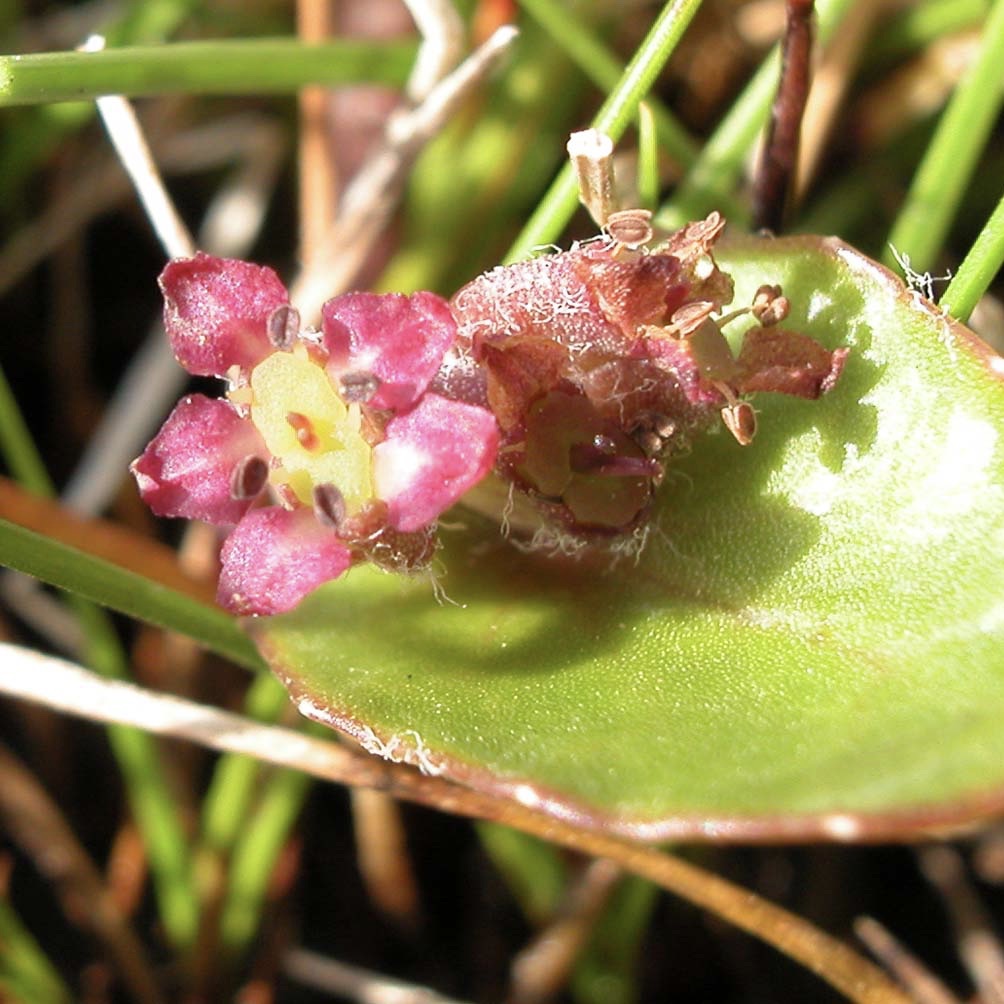 <i>Centella cordifolia</i> Swamp Pennywort