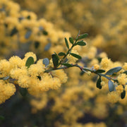 Acacia acinacea Gold Dust Wattle Bellarine Provenance