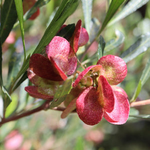 <i>Dodonaea vicosa ssp. spatulata</i> Sticky Hop-bush