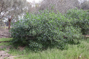 <i>Solanum laciniatum</i> Large Kangaroo Apple