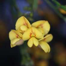 Load image into Gallery viewer, &lt;i&gt;Viminaria juncea&lt;/i&gt; Golden Spray
